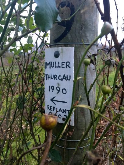 Muller thurgau
